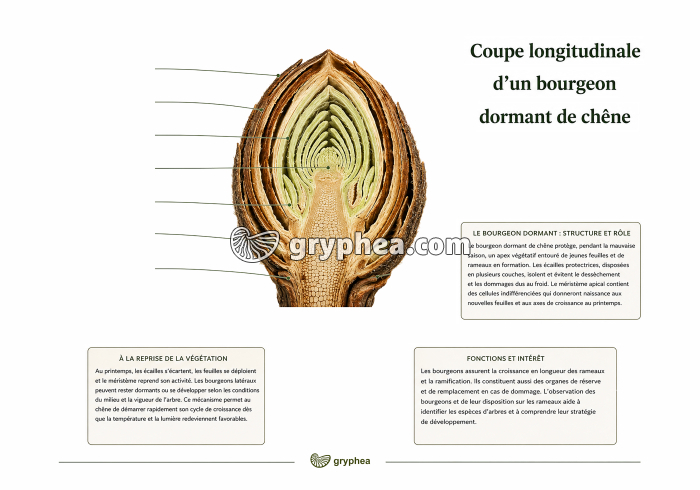 Coupe longitudinale d'un bourgeon dormant de chêne - document à légender 2 - gryphea.org